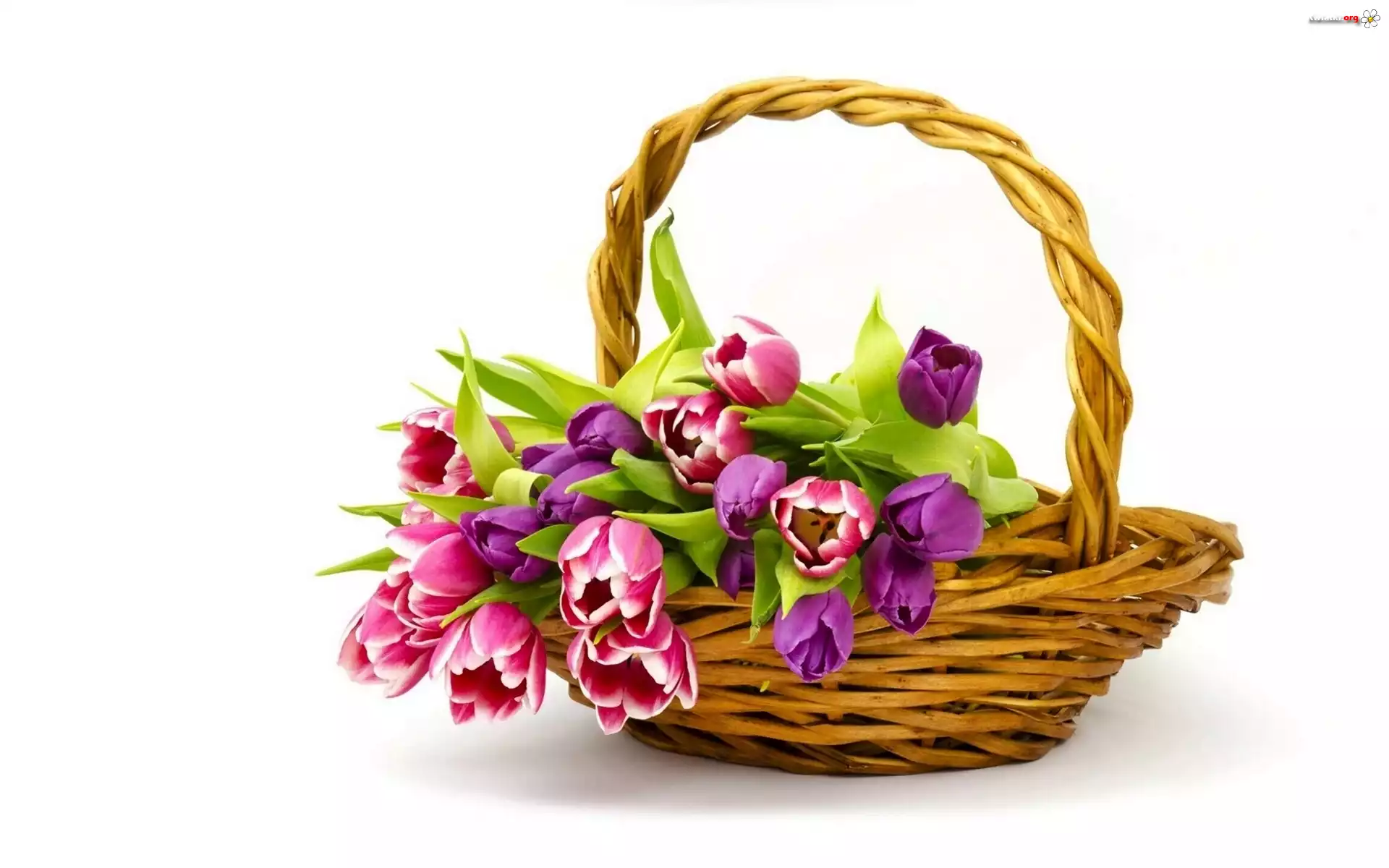 Tulipany, Koszyczek