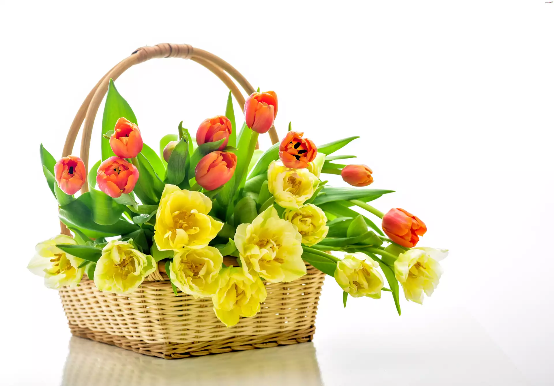 Tulipany, Koszyk