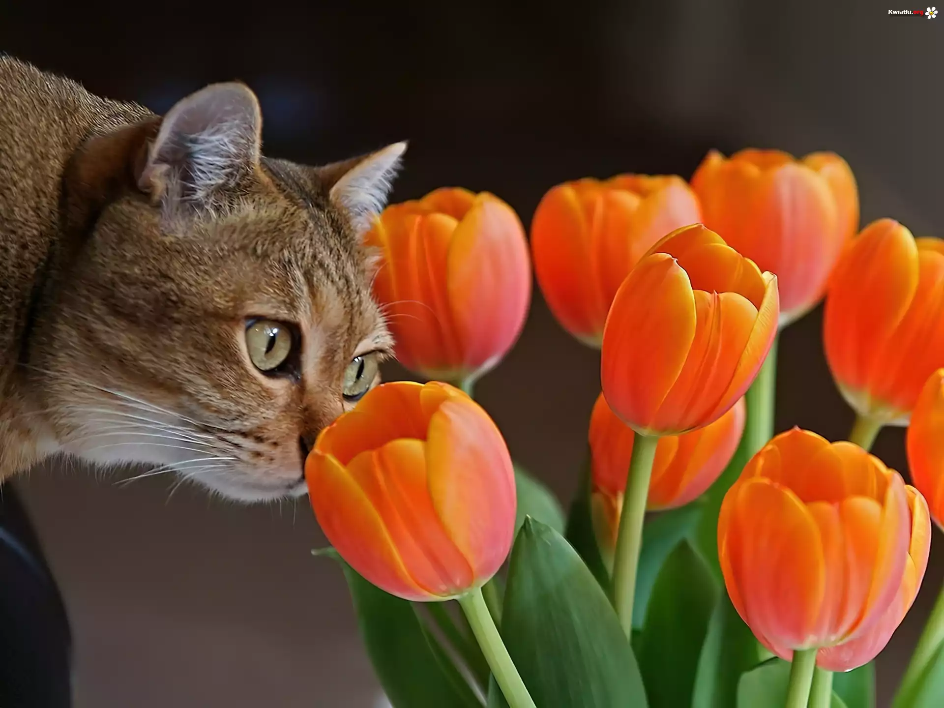 Tulipany, Kot