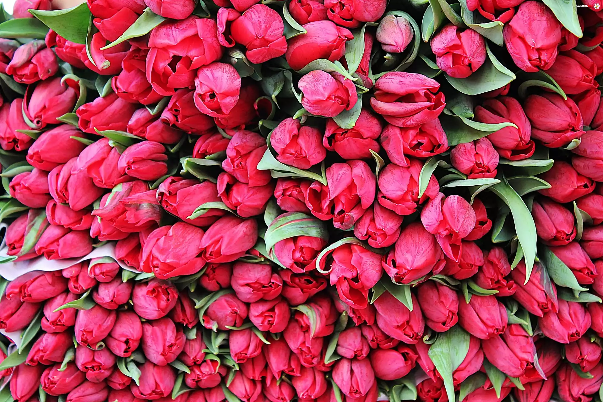 Tulipany, Kwiaty