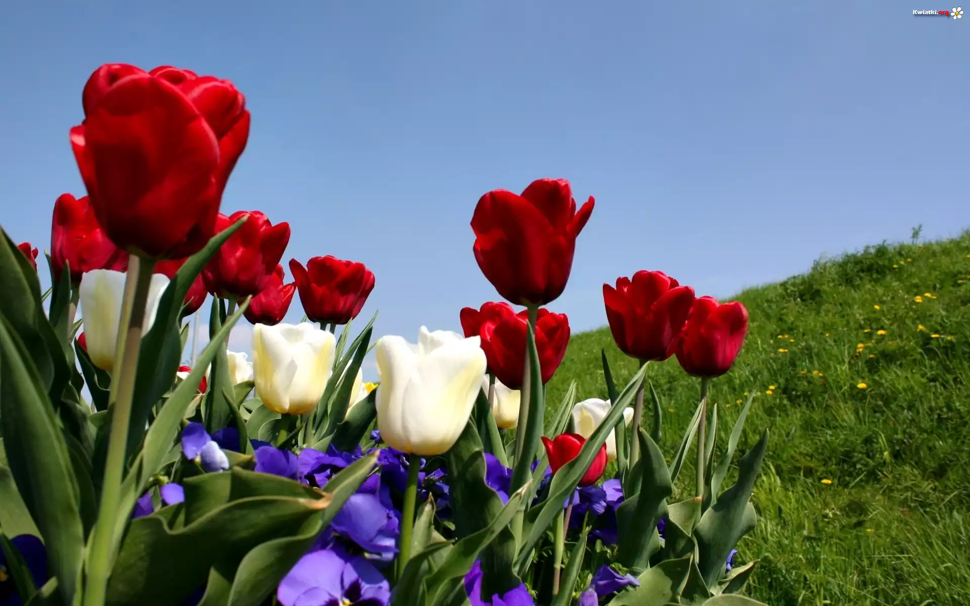 Tulipany, Kwiaty