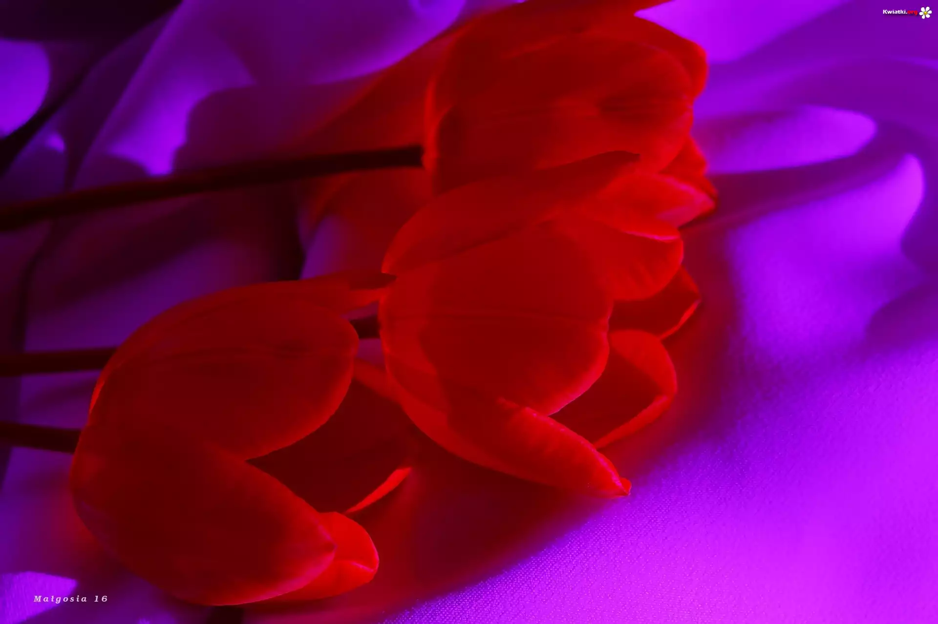 Kwiaty, Tulipany, Czerwone