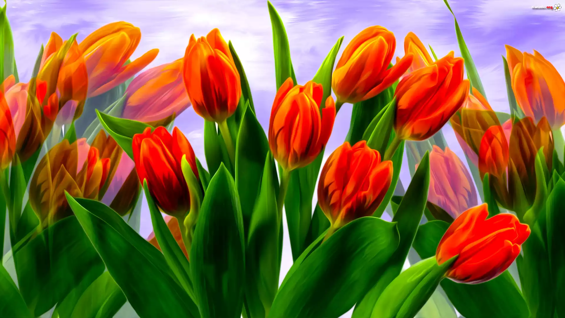 Tulipany, Czerwone, Kwiaty, Grafika