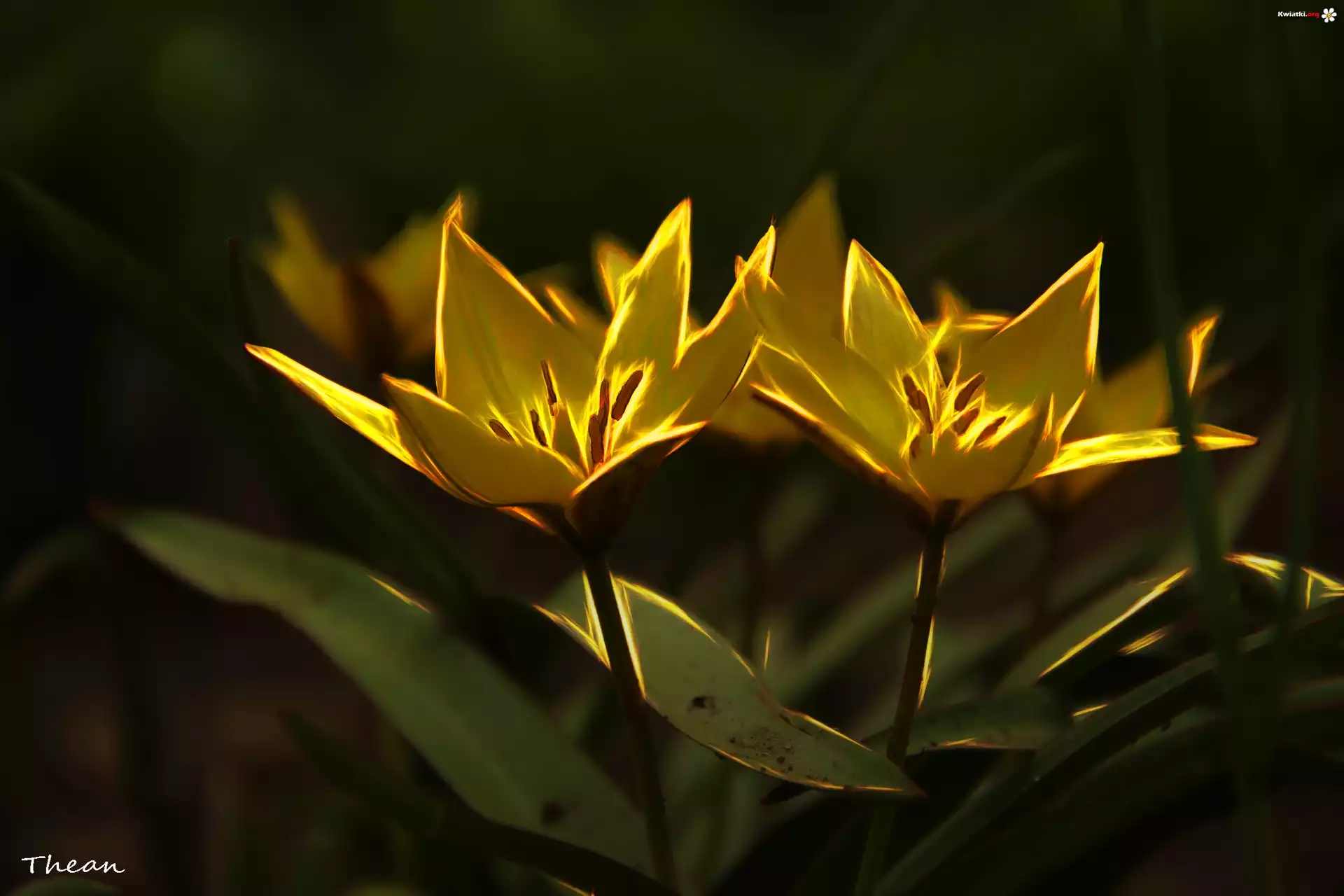 Kwiaty, Tulipany, Fractalius