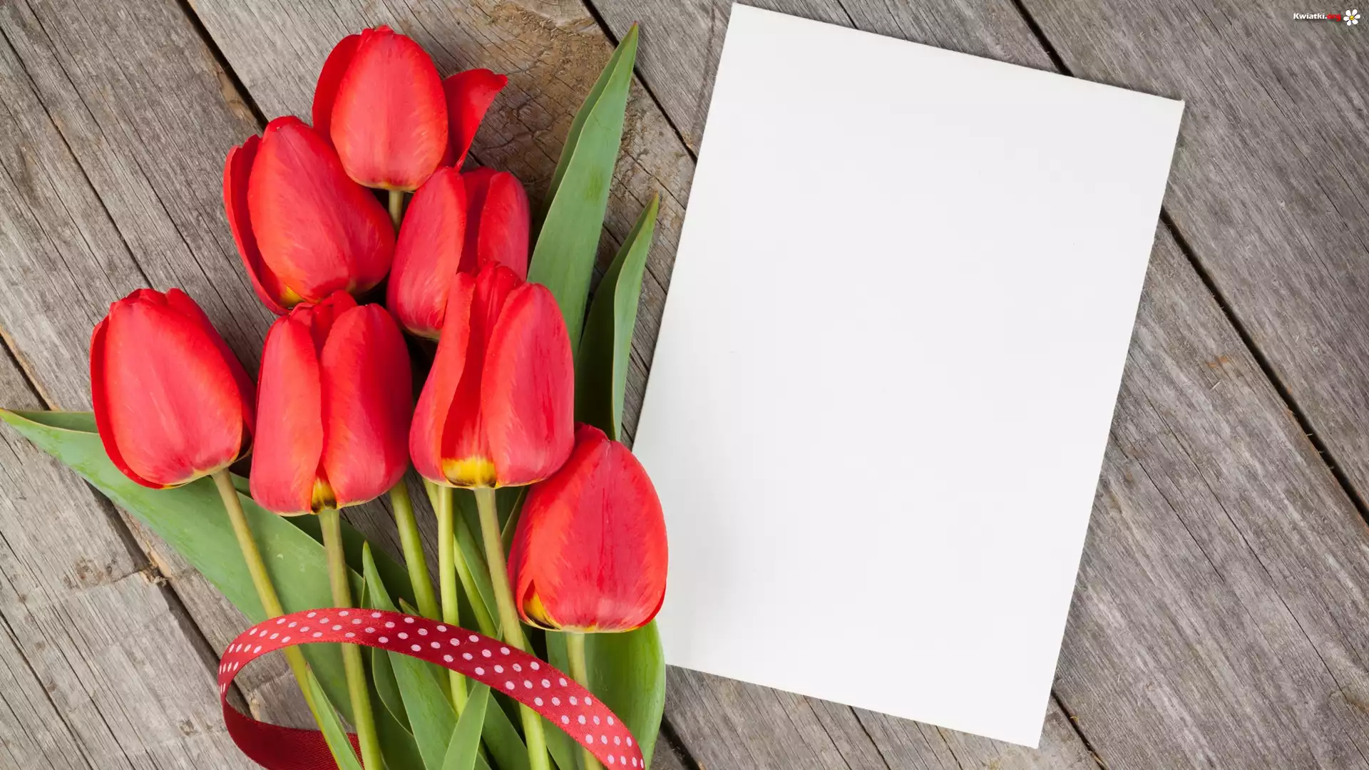 Kwiaty, Tulipany, Kartka