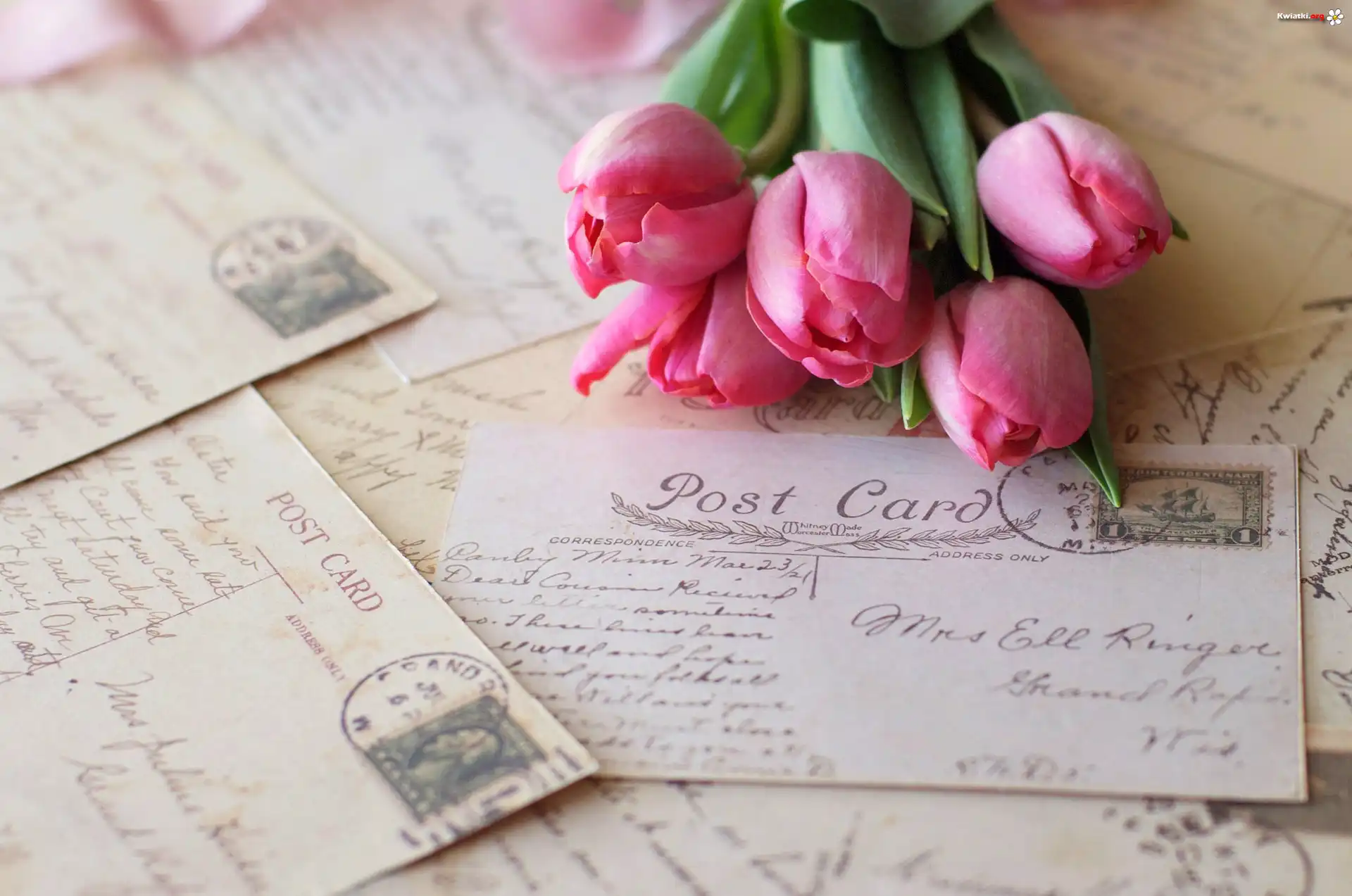 Kwiaty, Tulipany, Listy