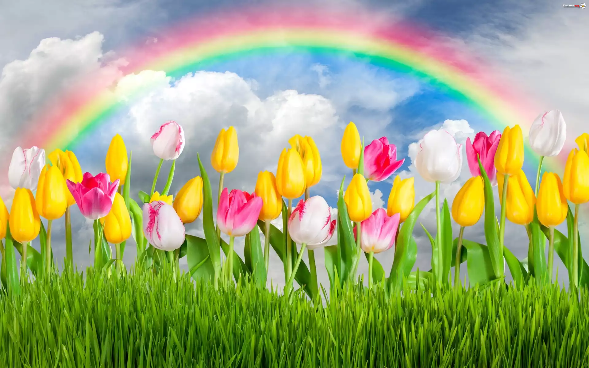 Kwiaty, Tulipany, Tecza