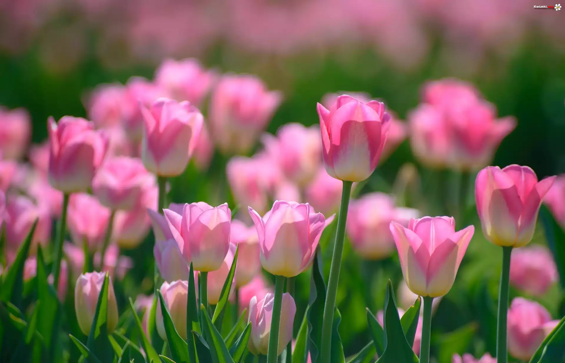 Kwiaty, Tulipany, Wiosna