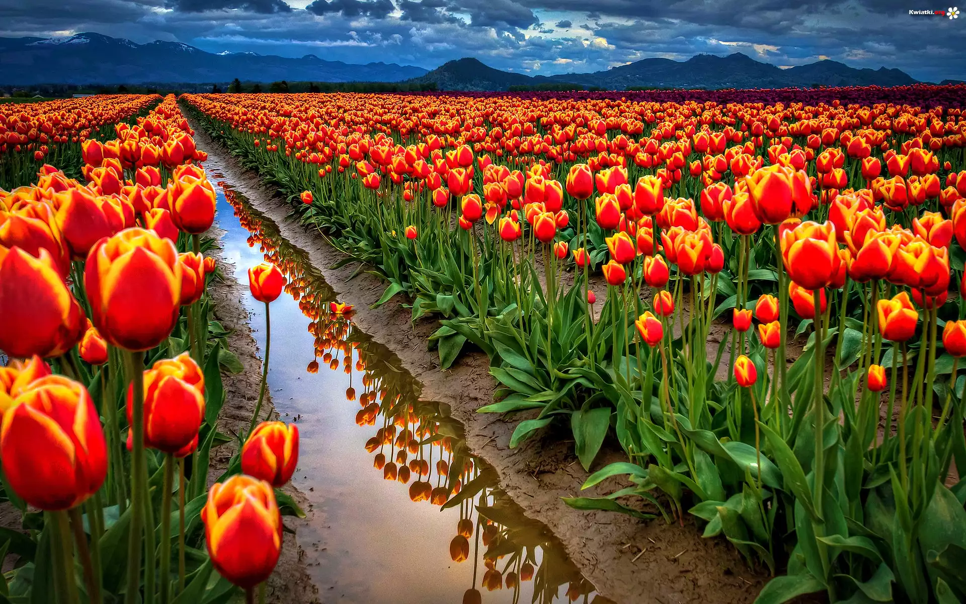 Tulipany, Kwiaty