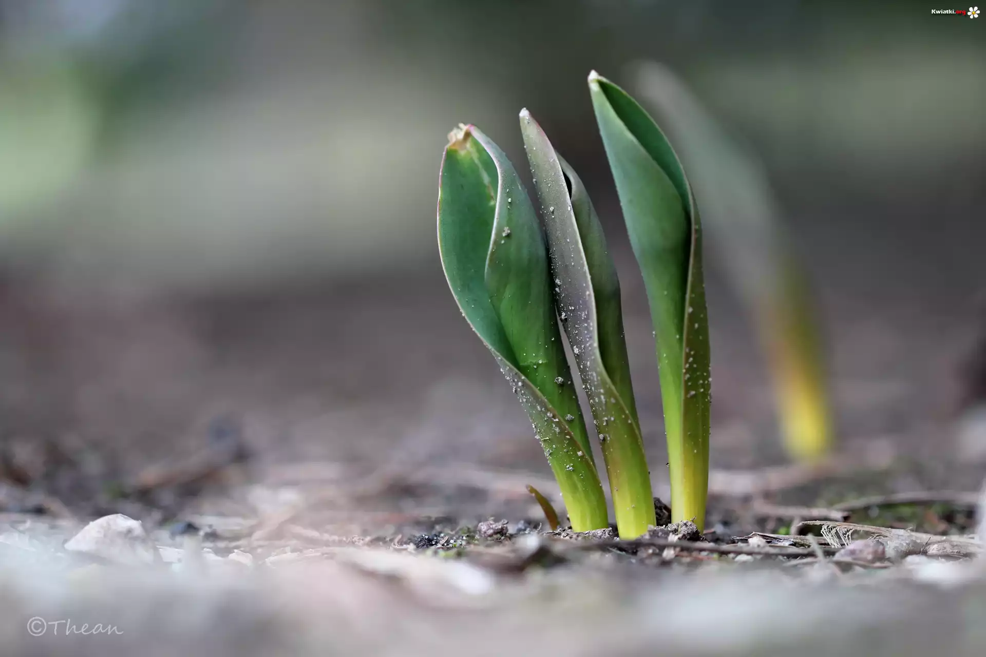 Liście, Tulipany, Wiosna