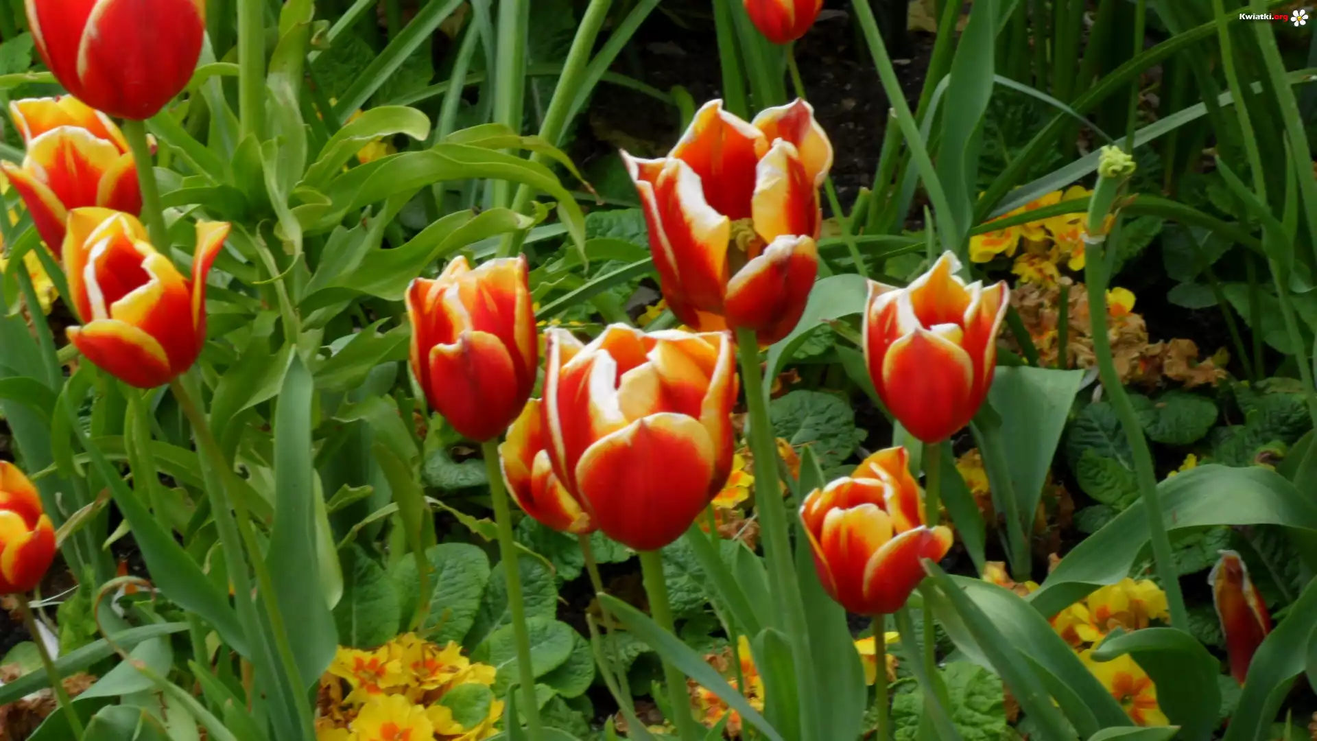 Tulipany, Listki