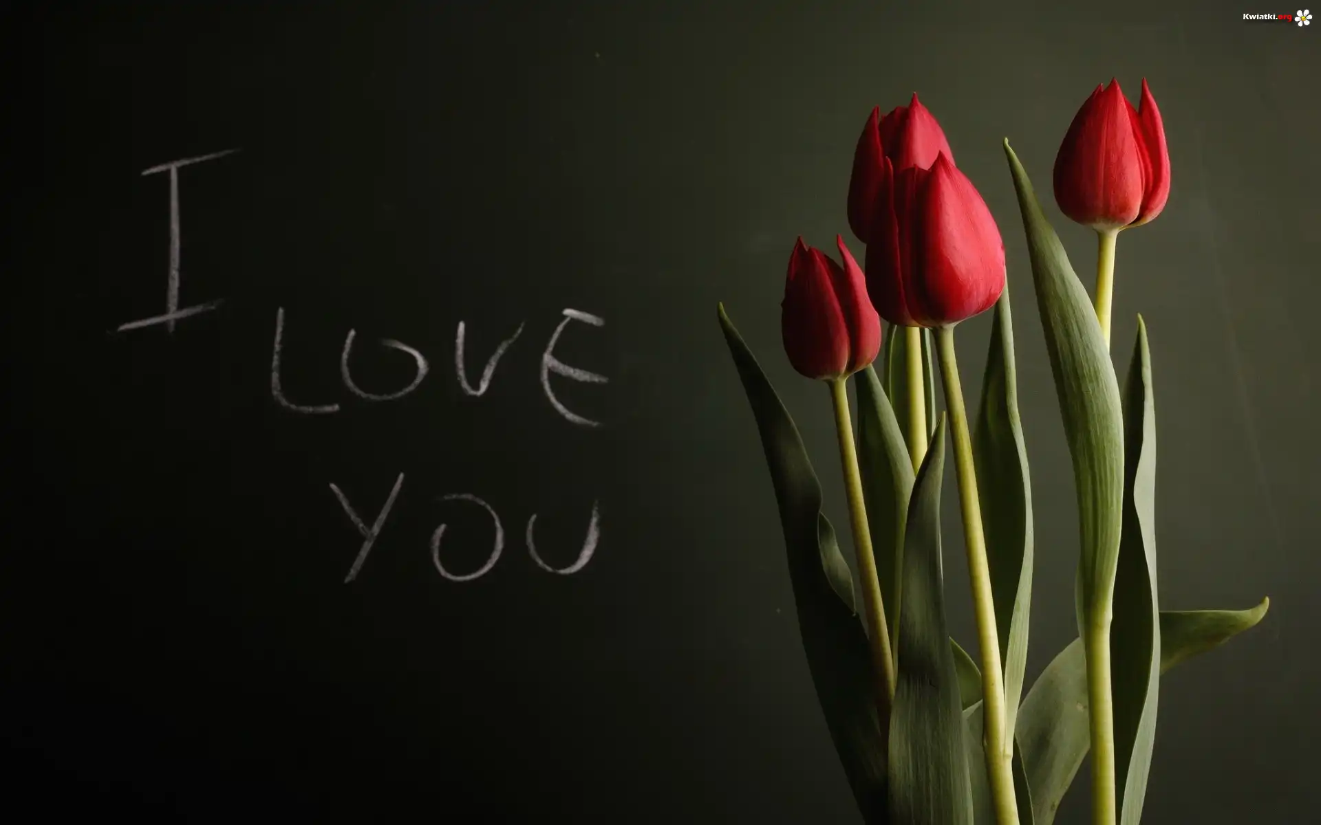 Tulipany, Love