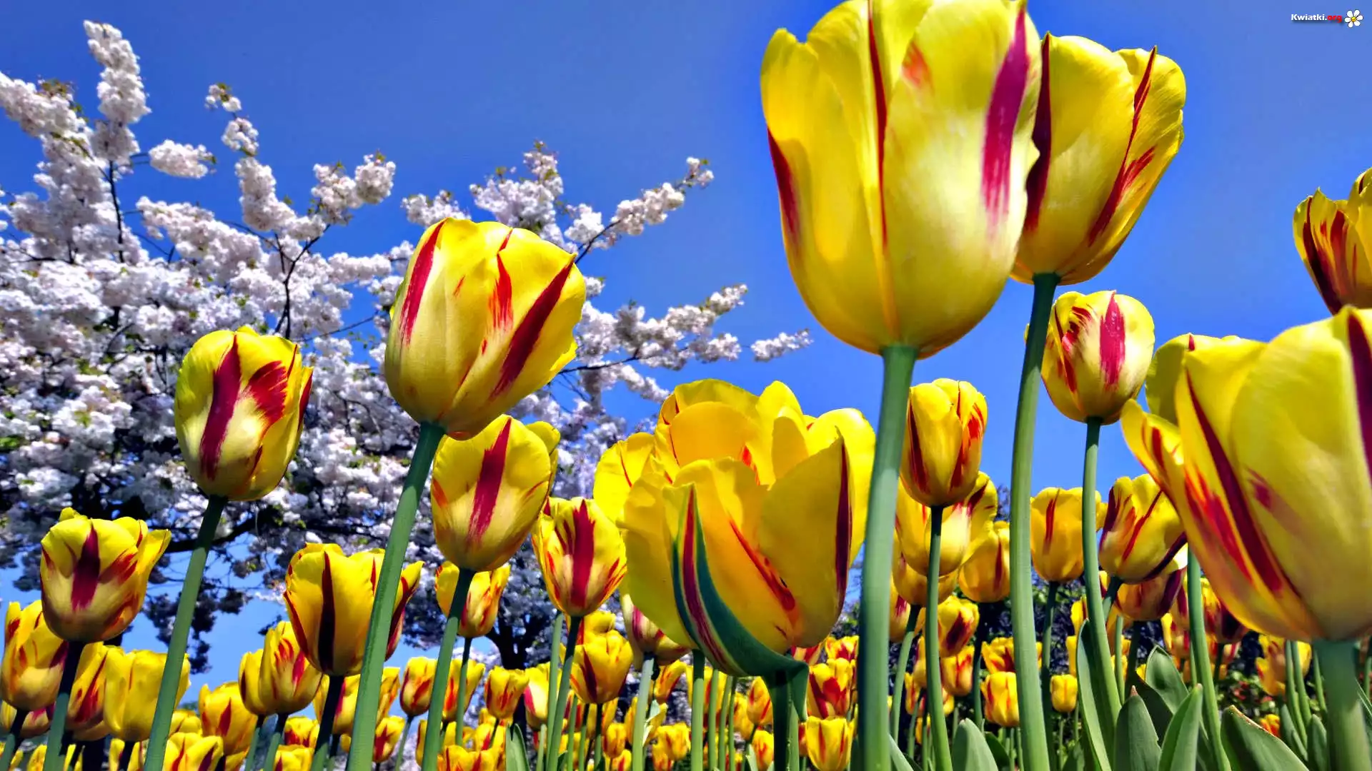Tulipany, Makro