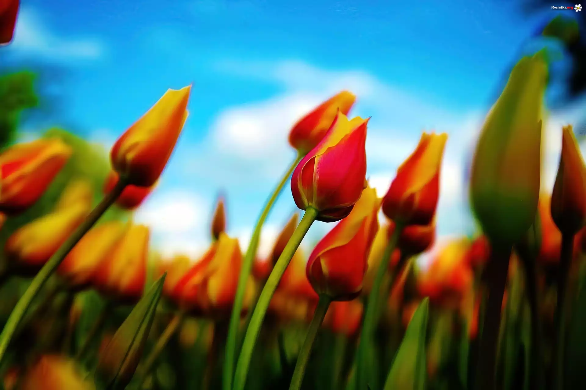 Tulipany, Niebo