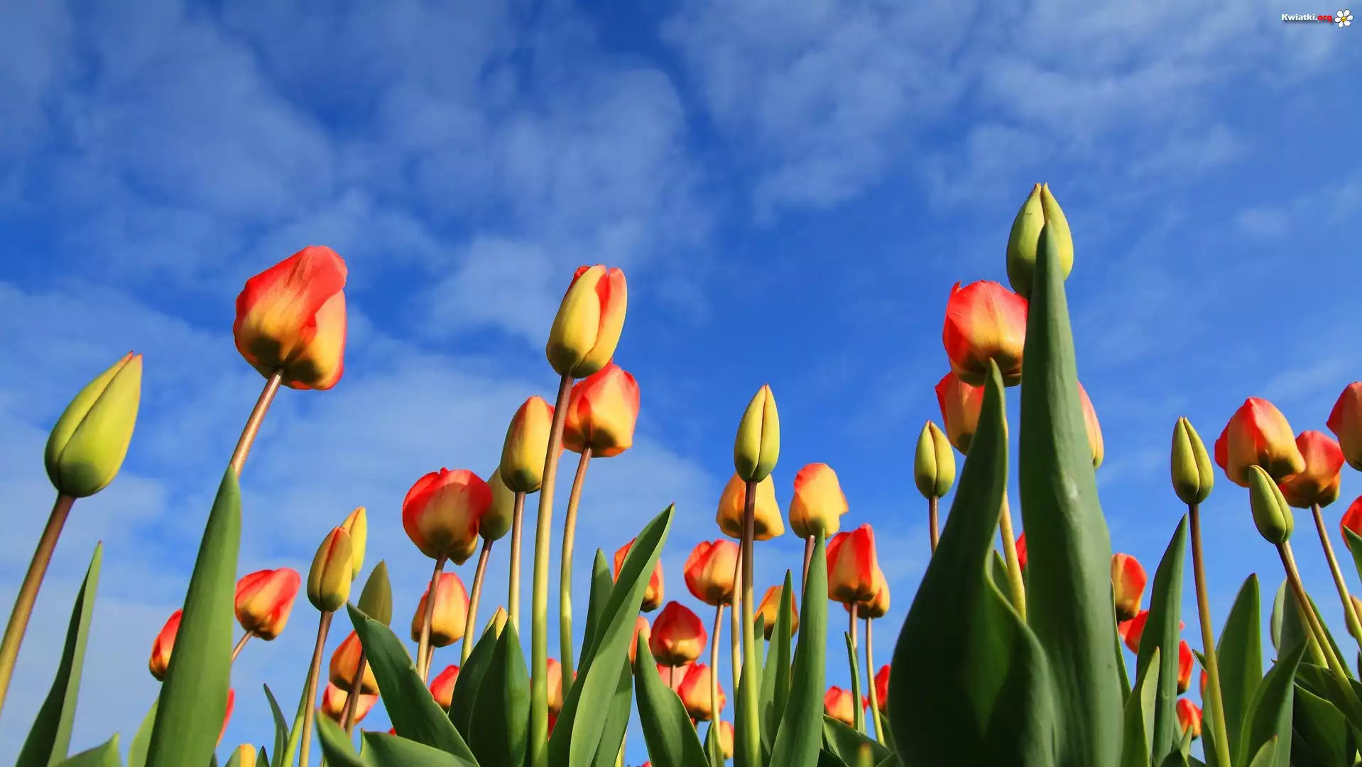 Tulipany, Niebo