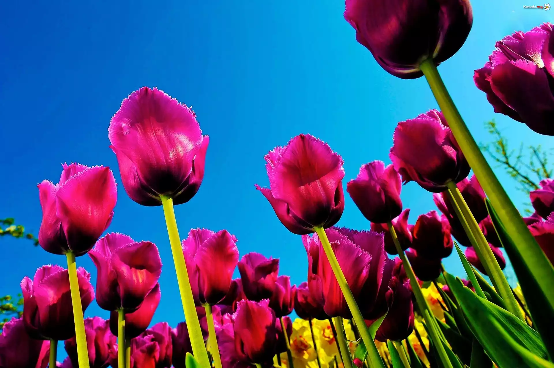 Tulipany, Niebo