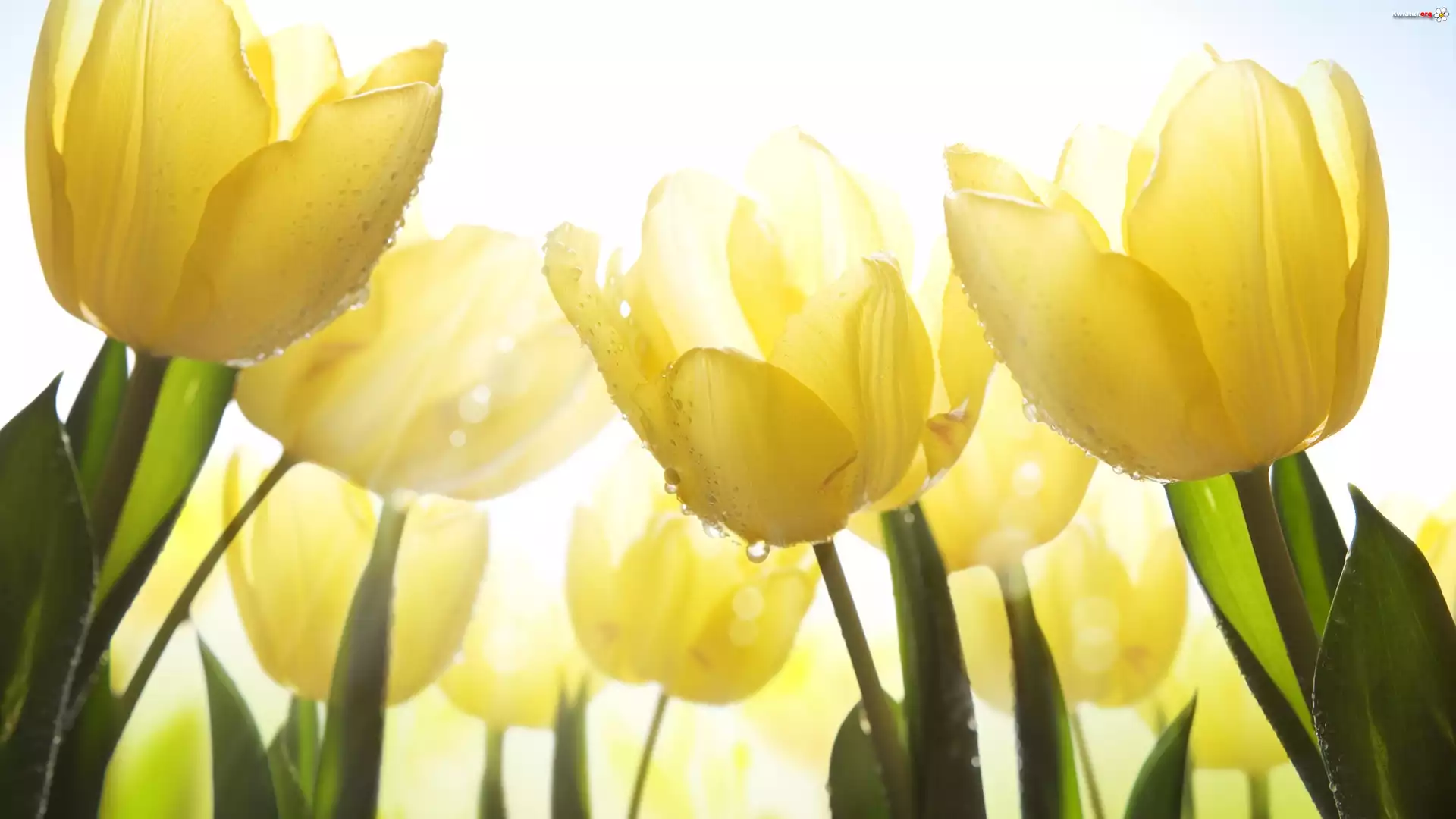 Żółte, Tulipany, Kwiaty