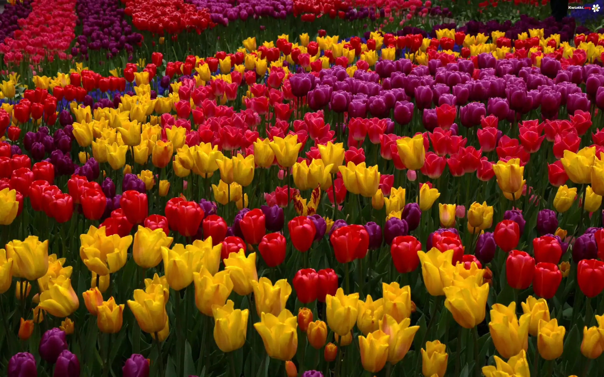 Tulipany, Kolorowe, Kwiaty, Żółte, Czerwone