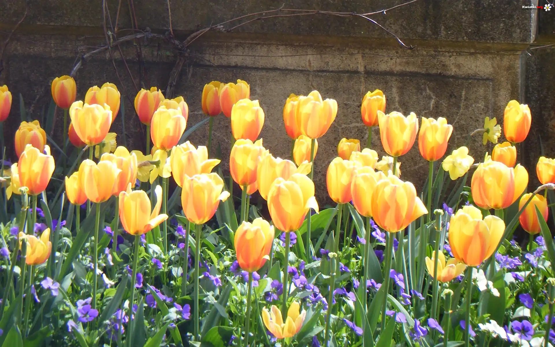 Żółte, Tulipany, Mur