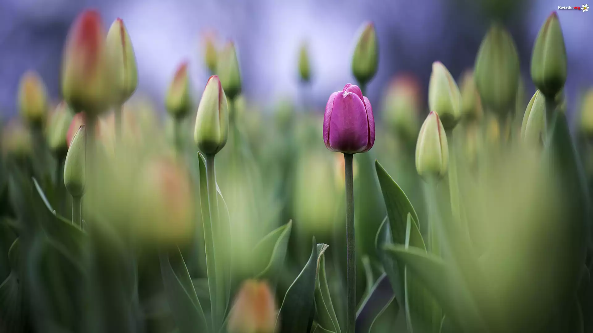 Tulipany, Pączki