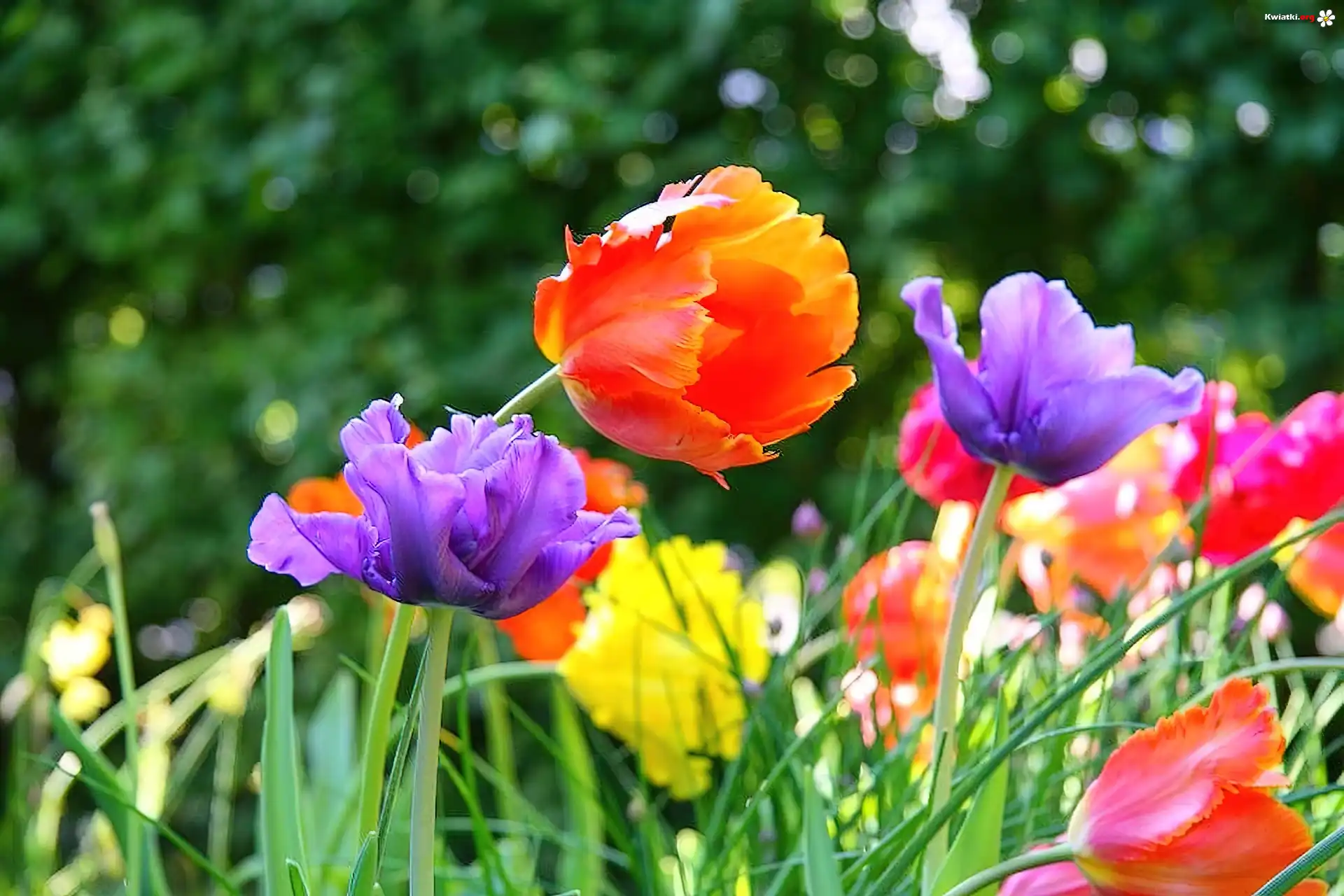 Tulipany, Park