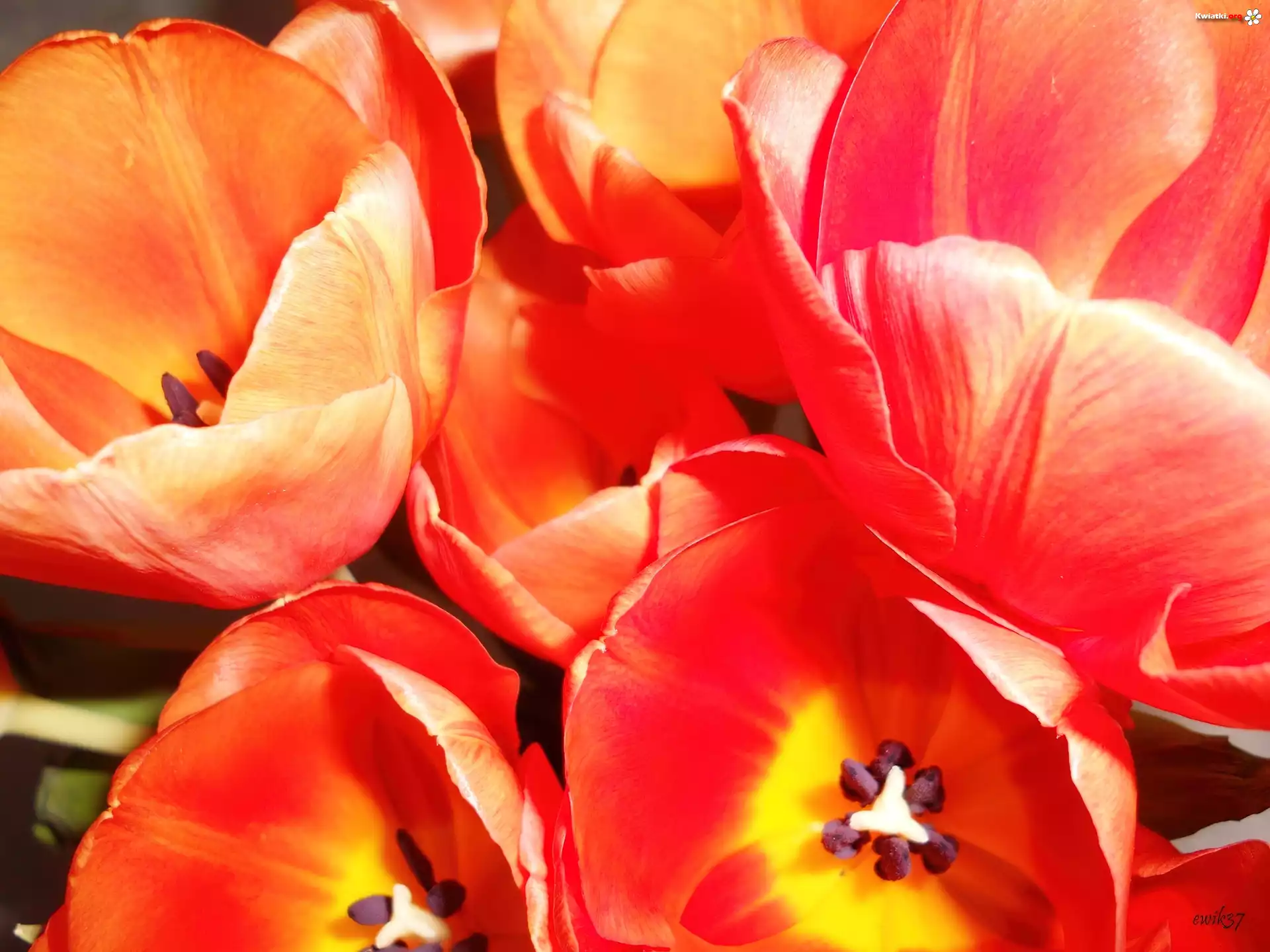 Pomarańczowe, Tulipany, Bukiet
