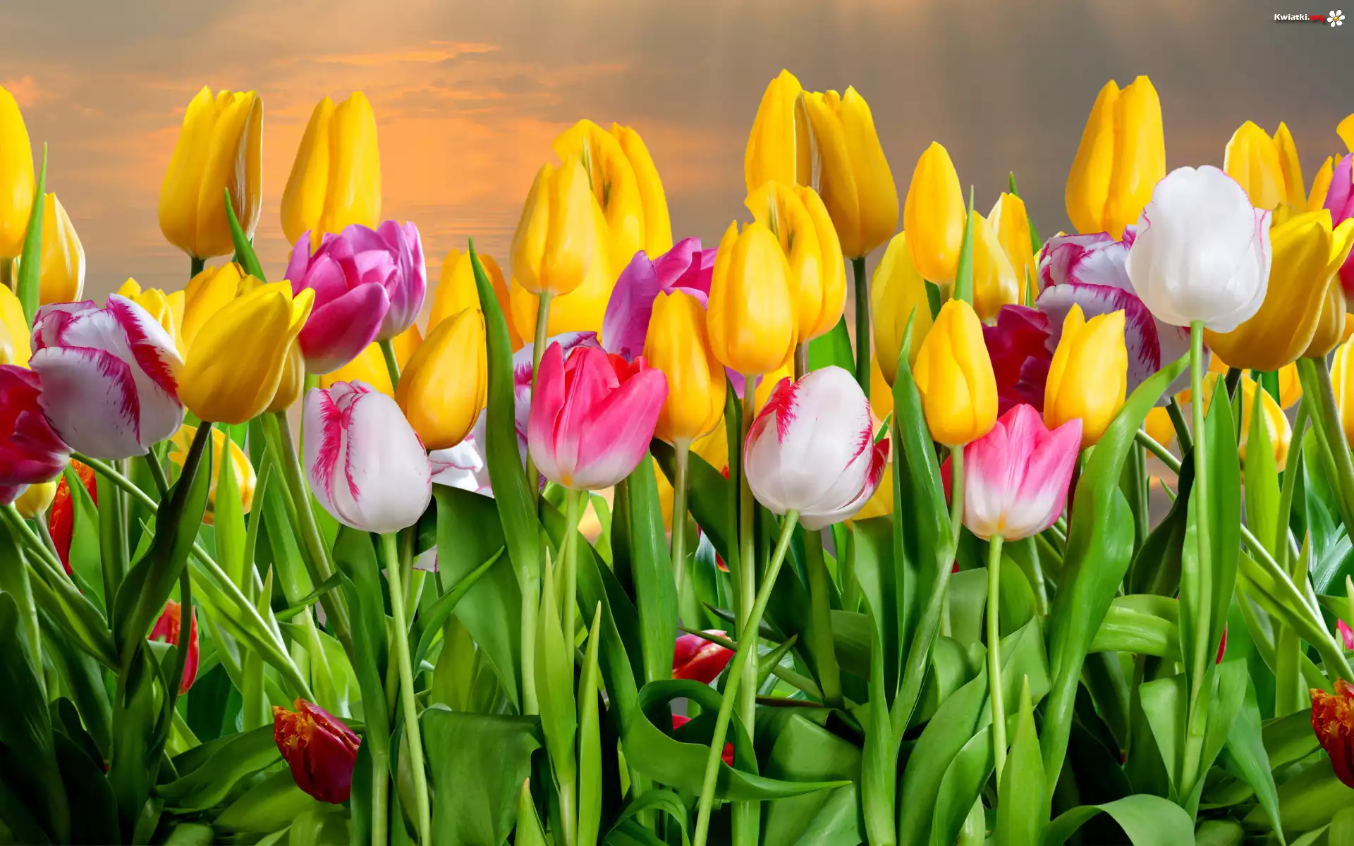 Tulipany, Niebo, Promienie, Słońca