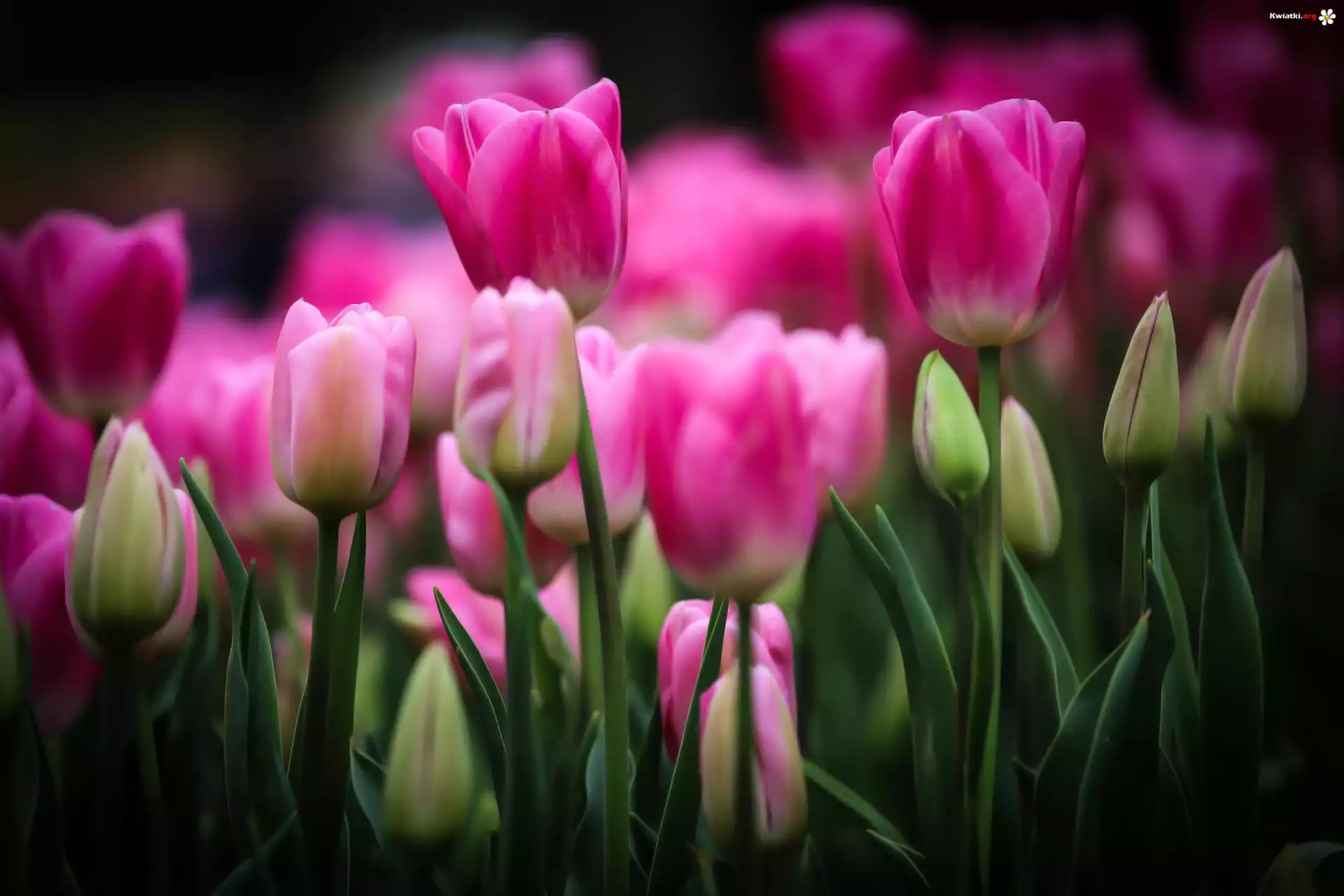 Purpurowe, Tulipany, Pąki