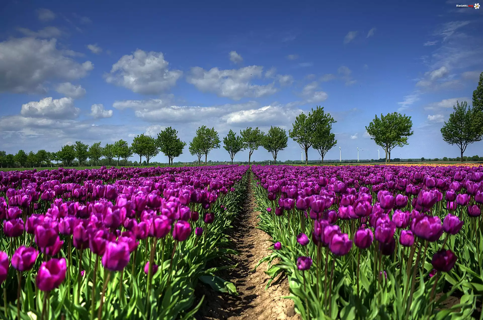 Purpurowe, Tulipany, Uprawa