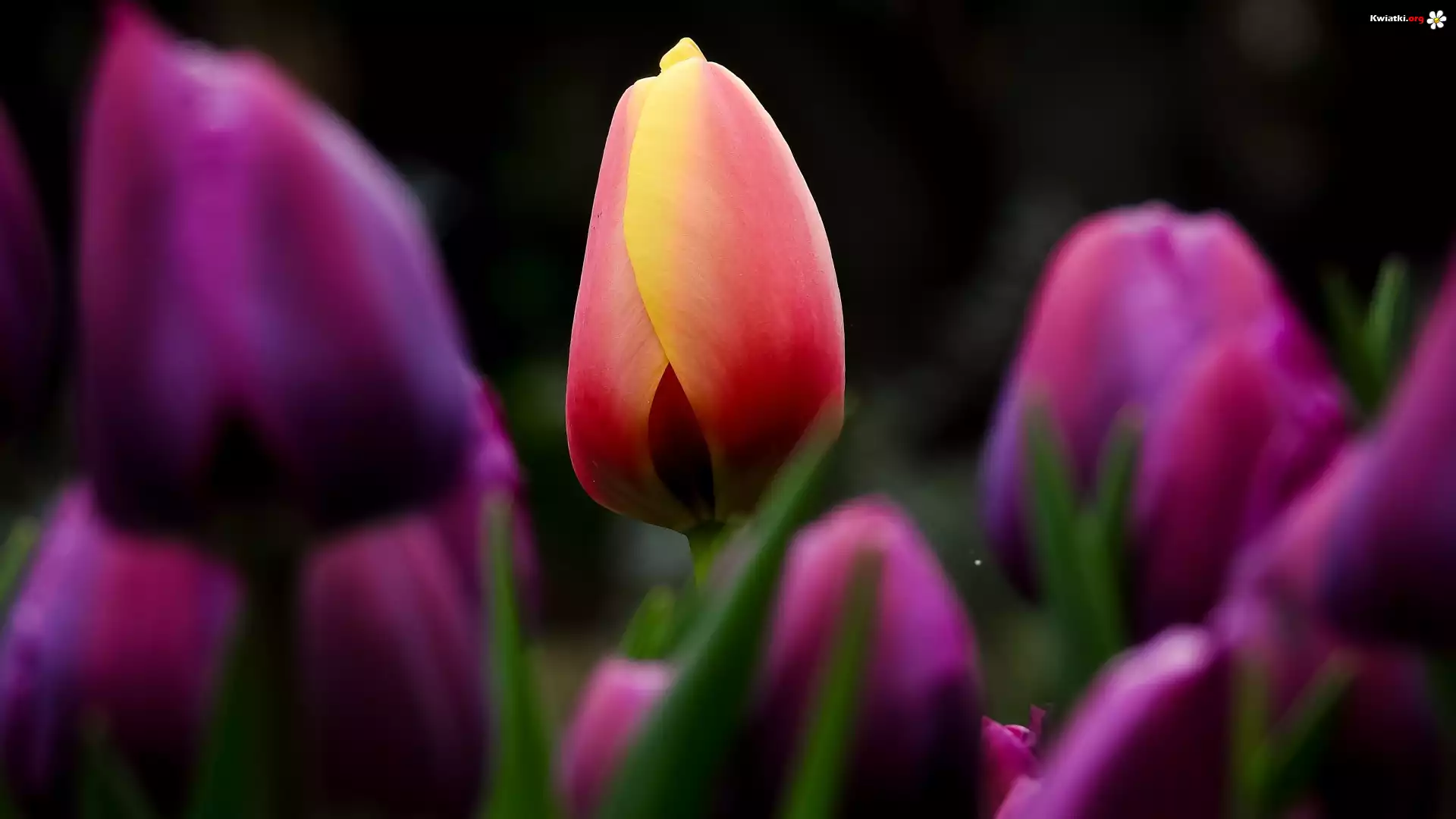 Tulipany, Rozmycie