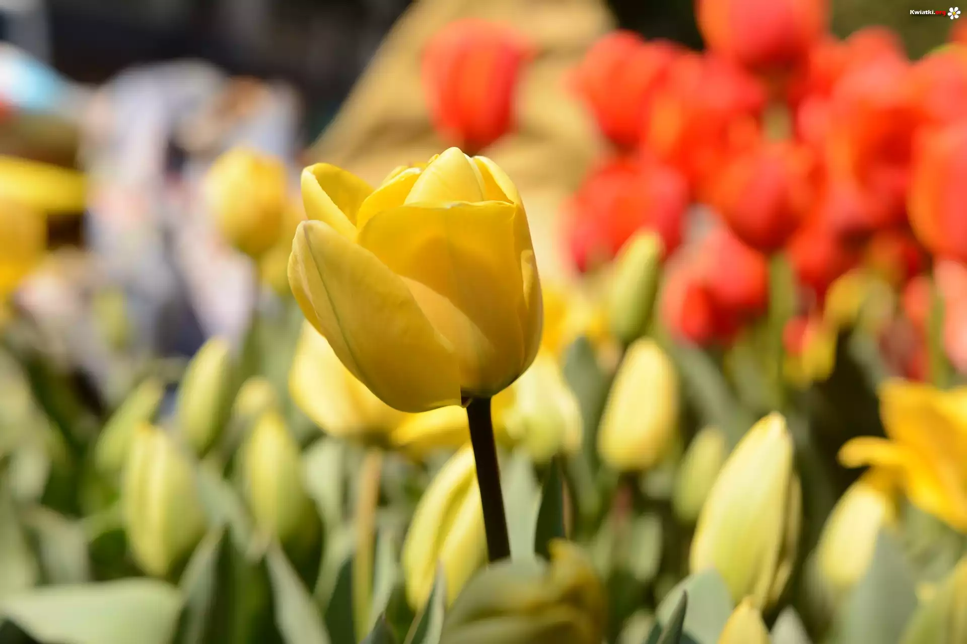 Tulipany, Rozmycie