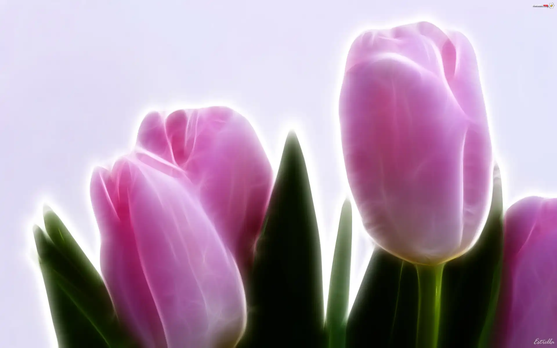 Różowe, Tulipany, 3D