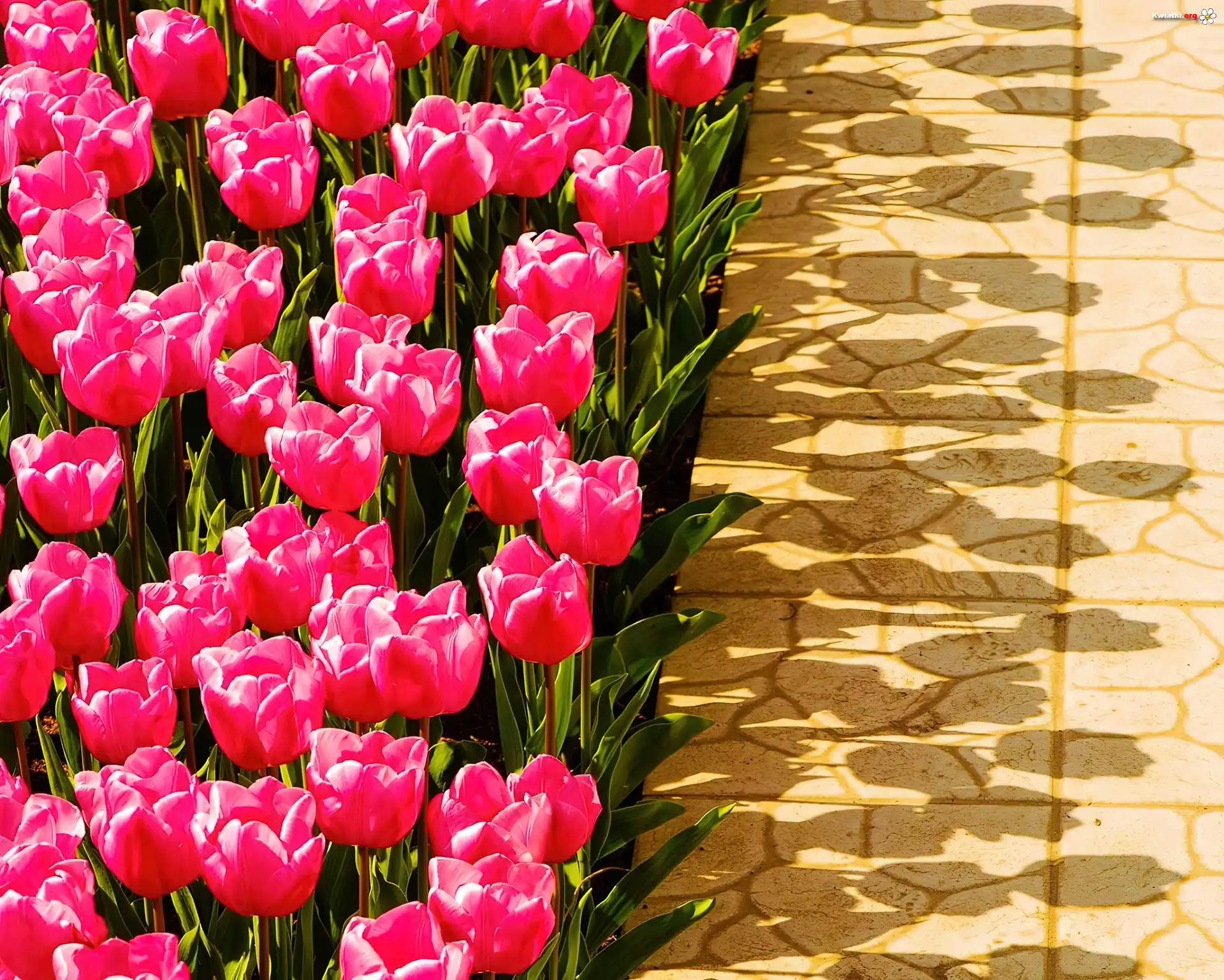 Różowe, Tulipany, Cienie