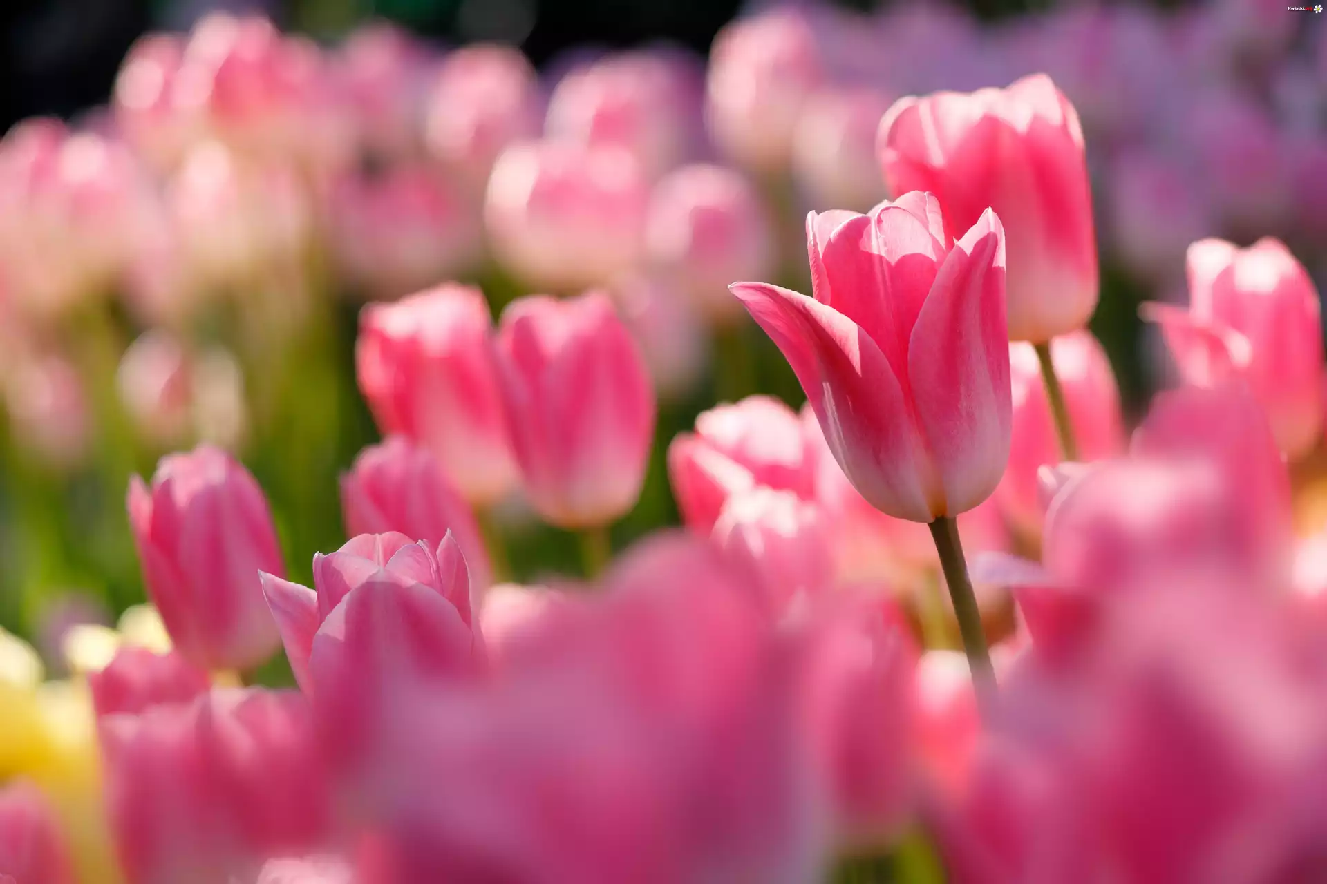 Różowe, Tulipany, Zbliżenie