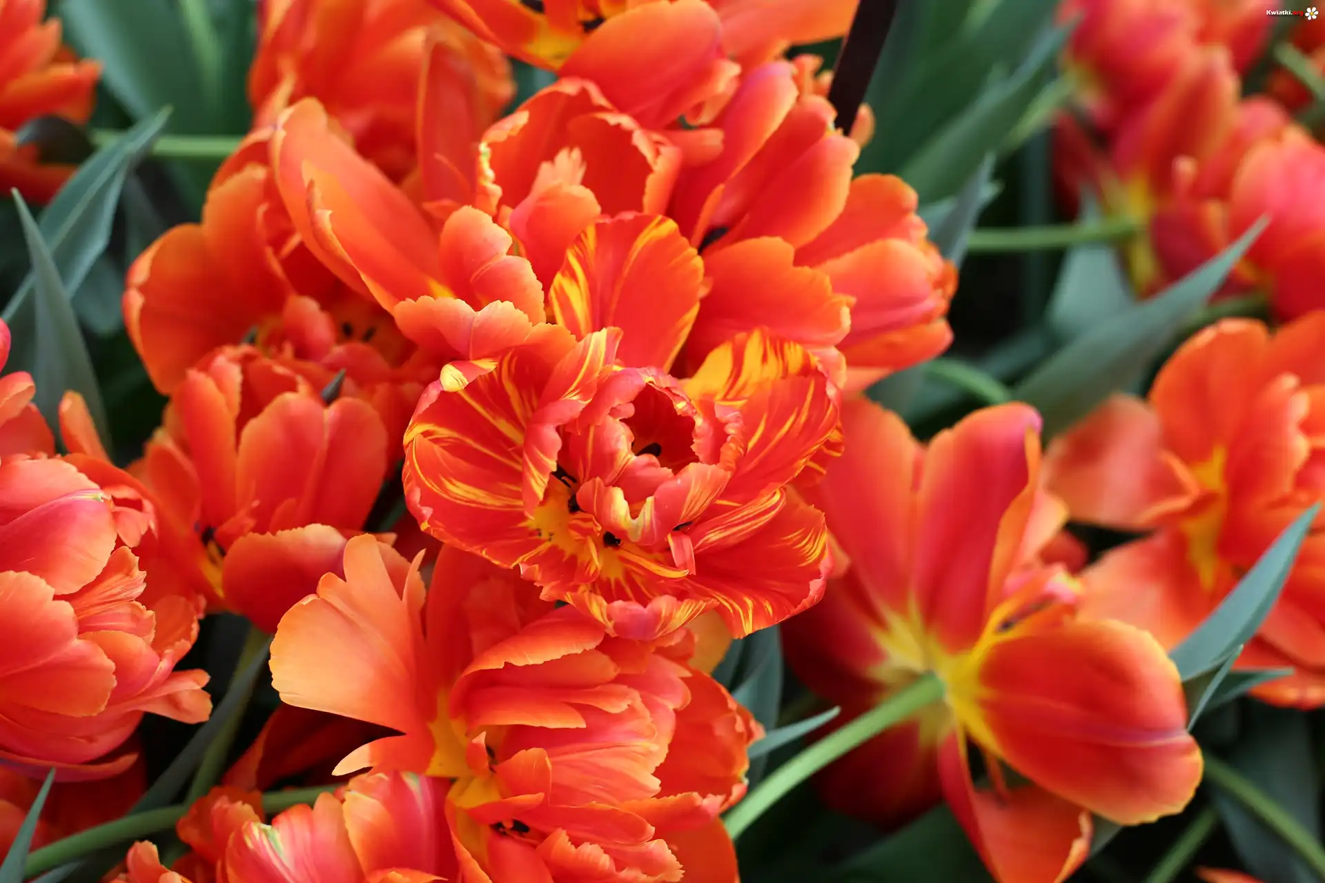 Tulipany, Rozwinięte