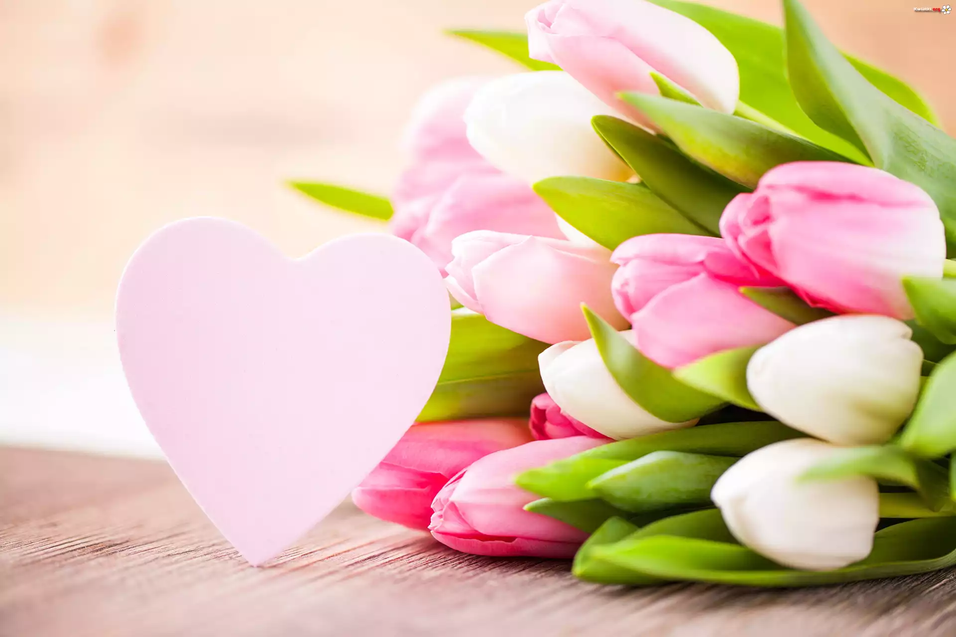 Tulipany, Serce