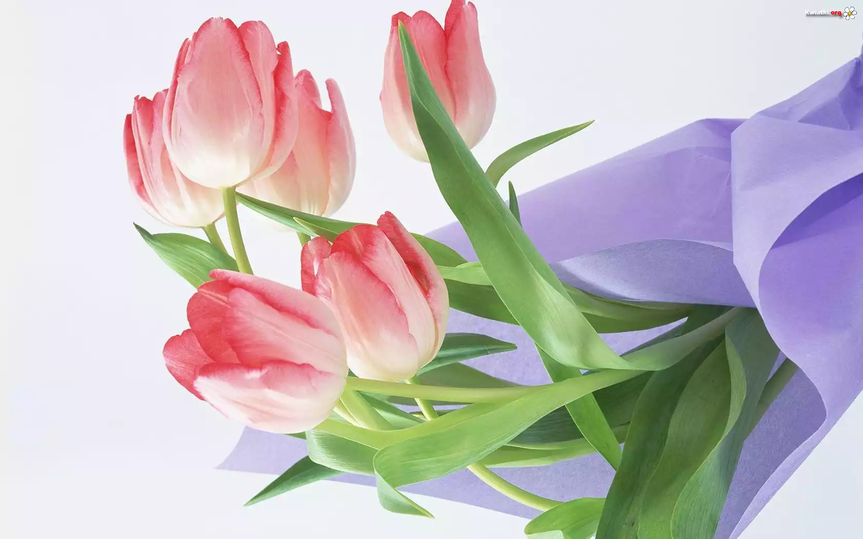 Tulipany, Serwetka