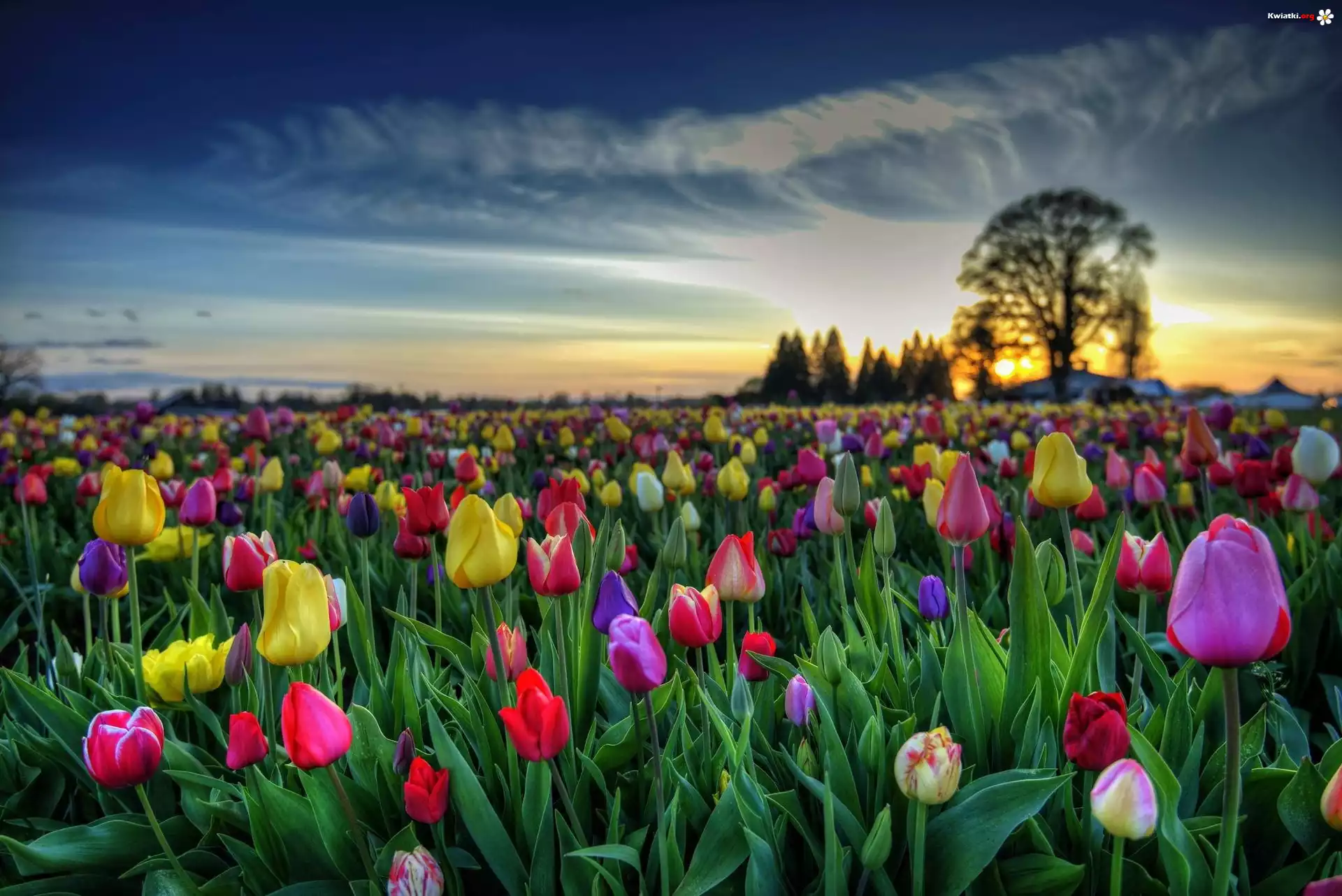 Tulipany, Zachód, Słońca, Drzewa