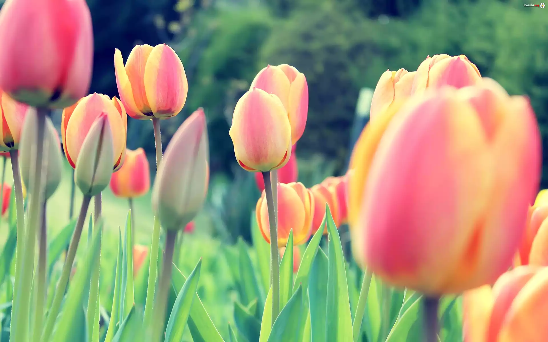 Tulipan, Tulipany, Kwiaty