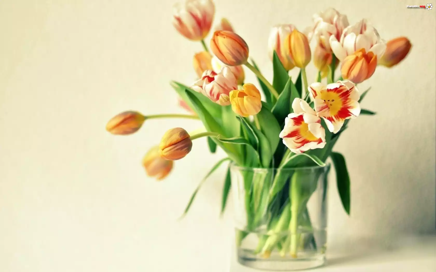 Tulipany, Wazon