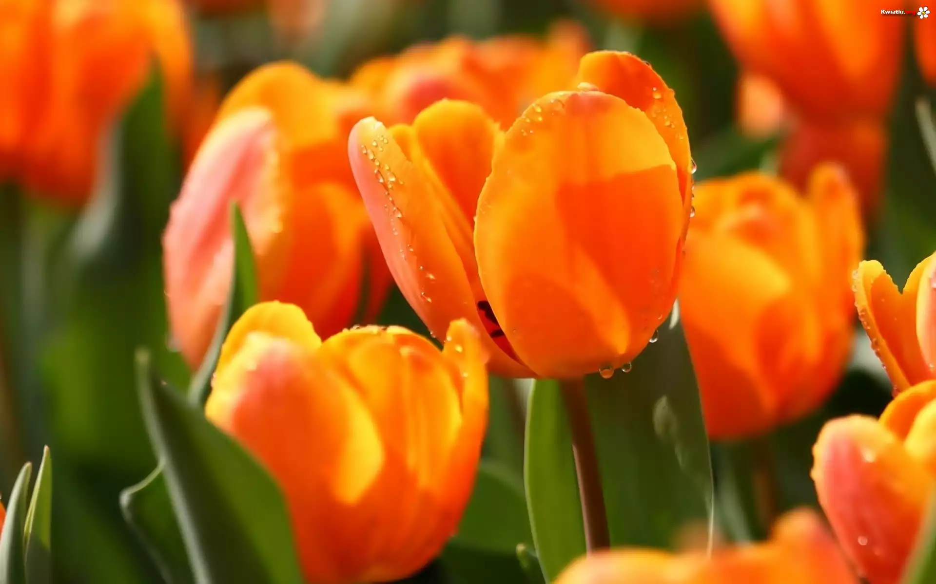 Tulipany, Krople, Wody, Makro