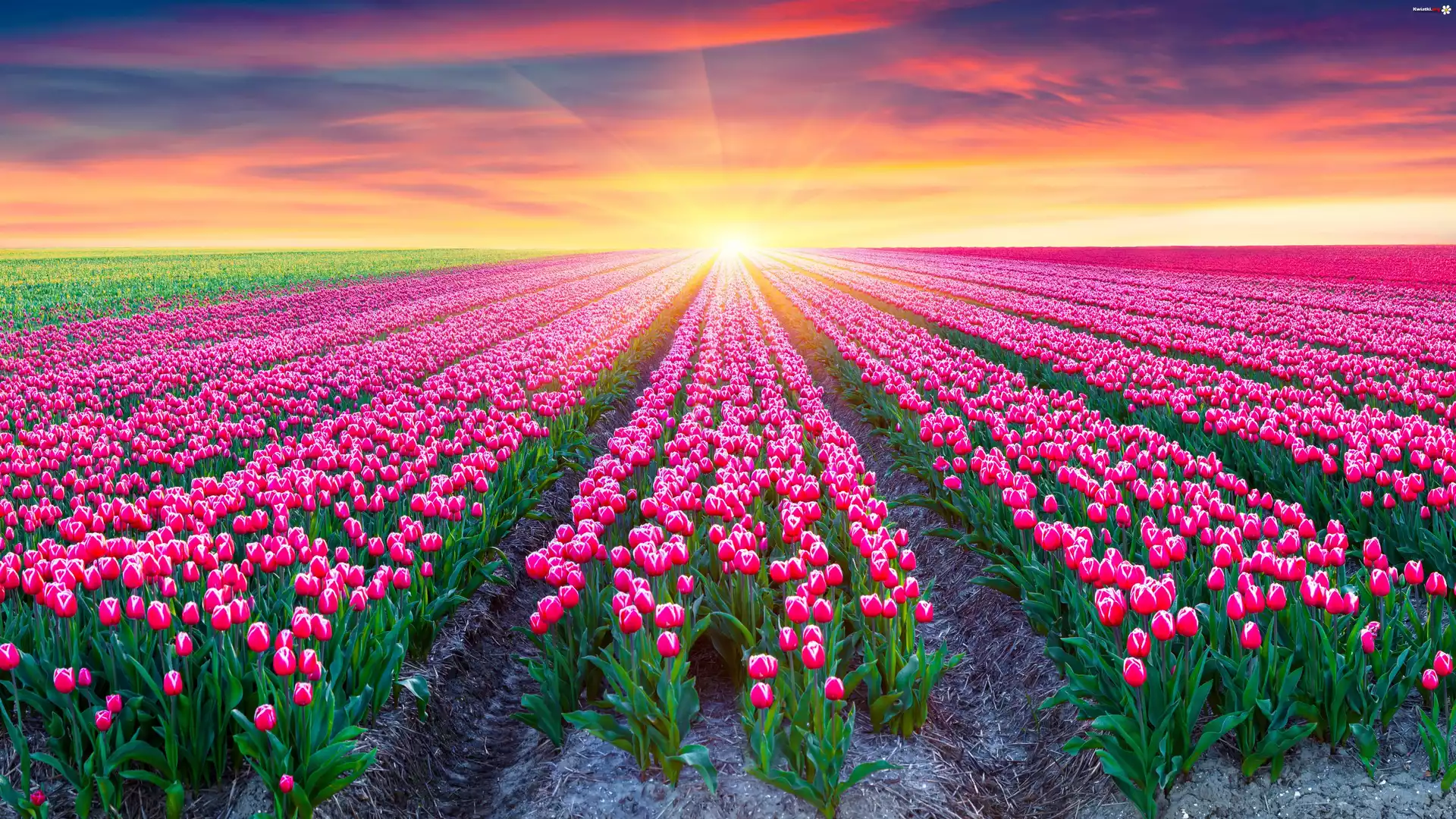 Tulipany, Różowe, Pole, Wschód słońca