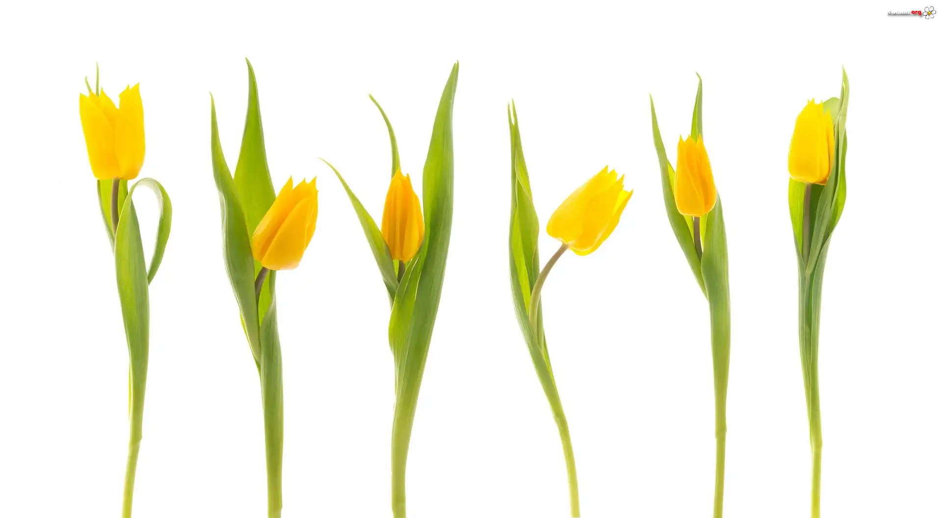 Tulipany, żółte