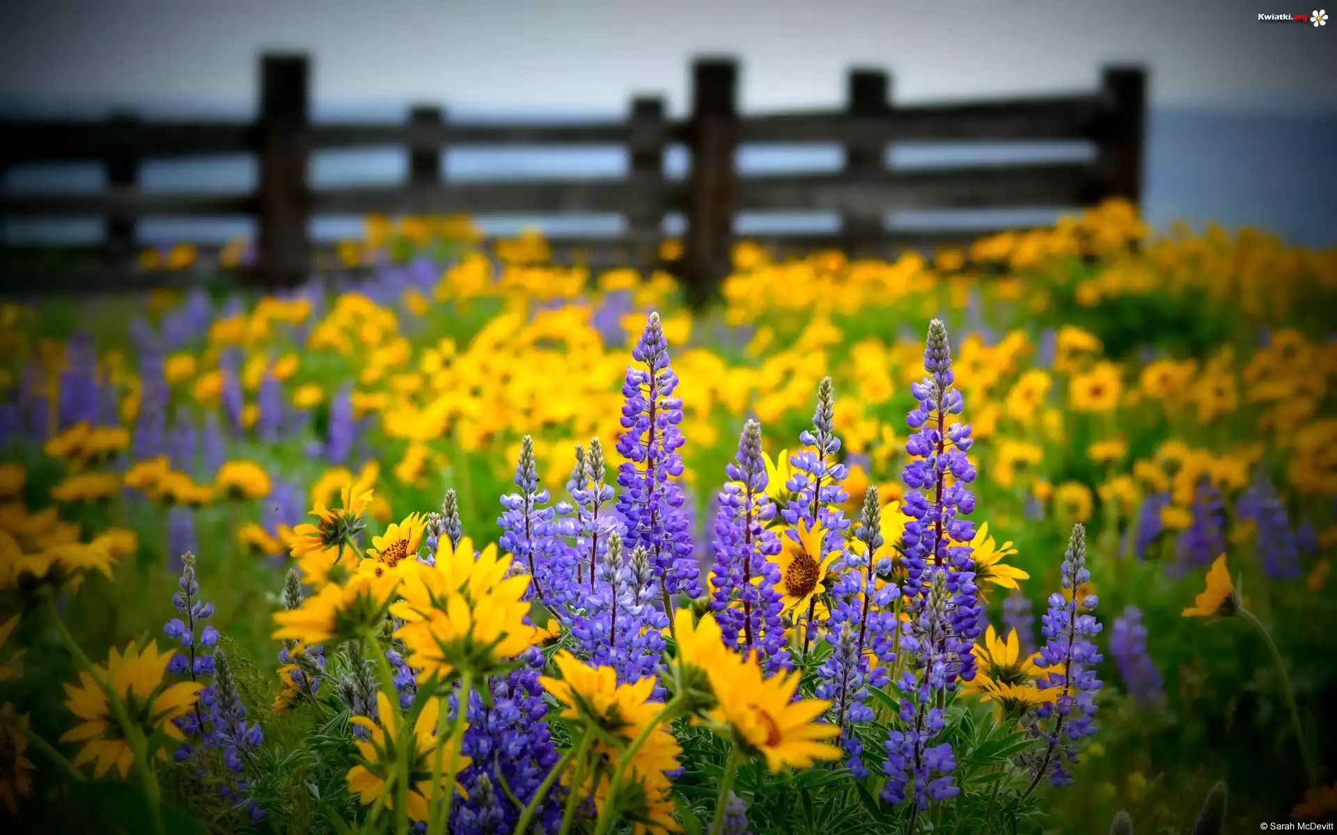 Łąka, Łubin, Rudbekia