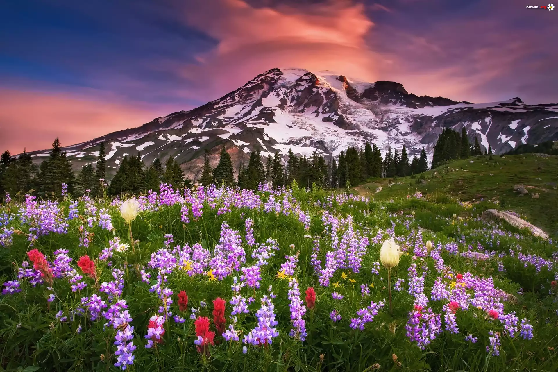 Stany Zjednoczone, Stan Waszyngton, Góry Mount Rainier, Łąka, Łubin