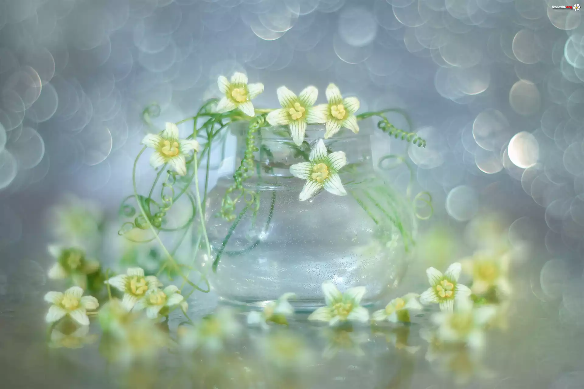 Wazonik, Białe, Kwiaty, Bokeh