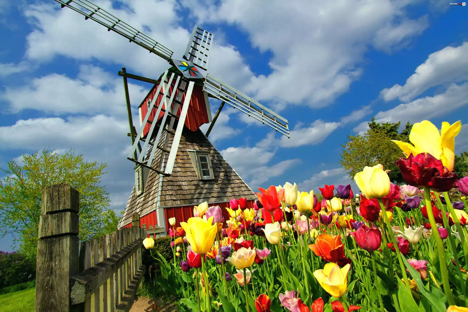 Wiatrak, Płot, Pole, Tulipany