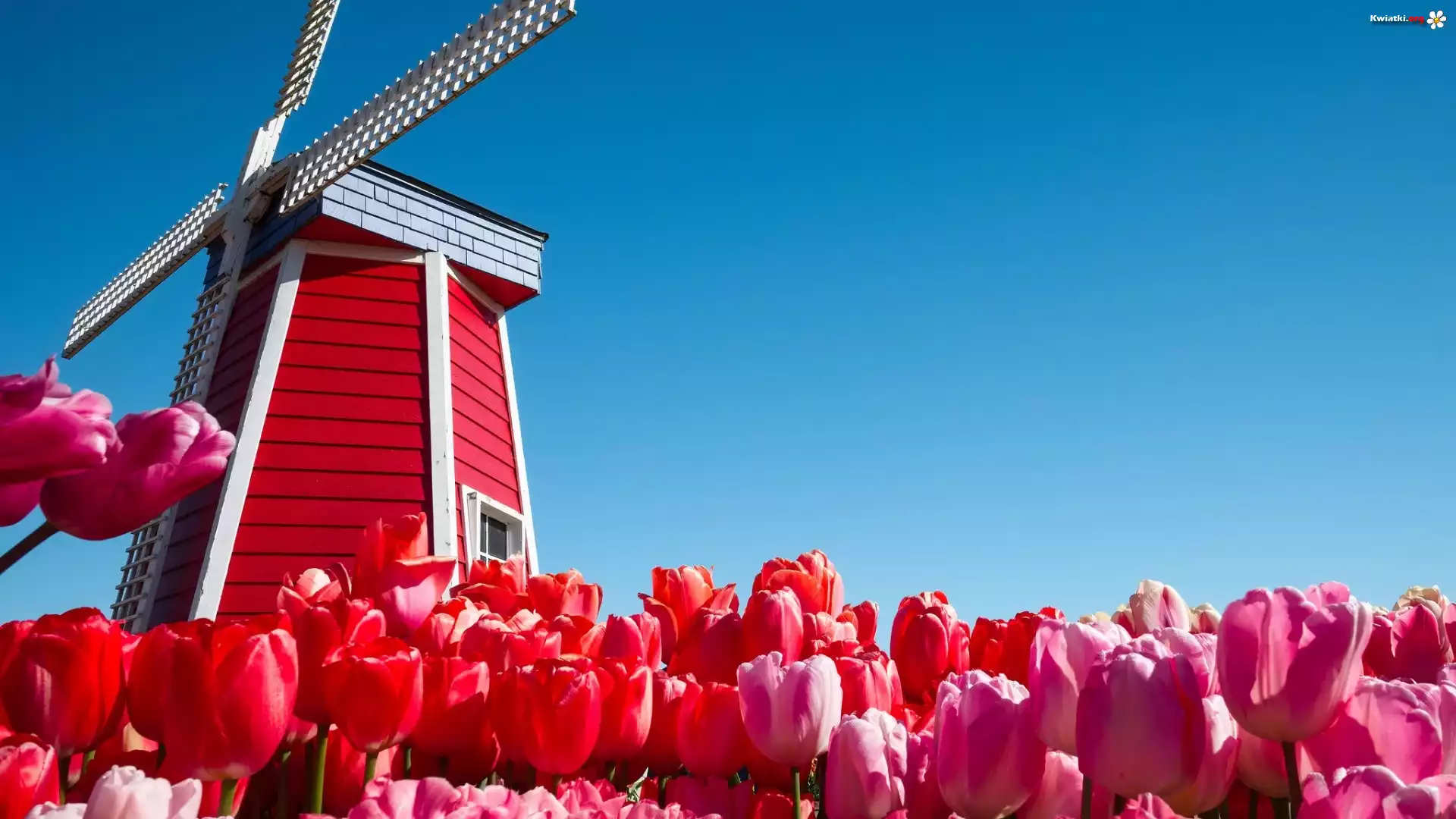 Wiatrak, Tulipany