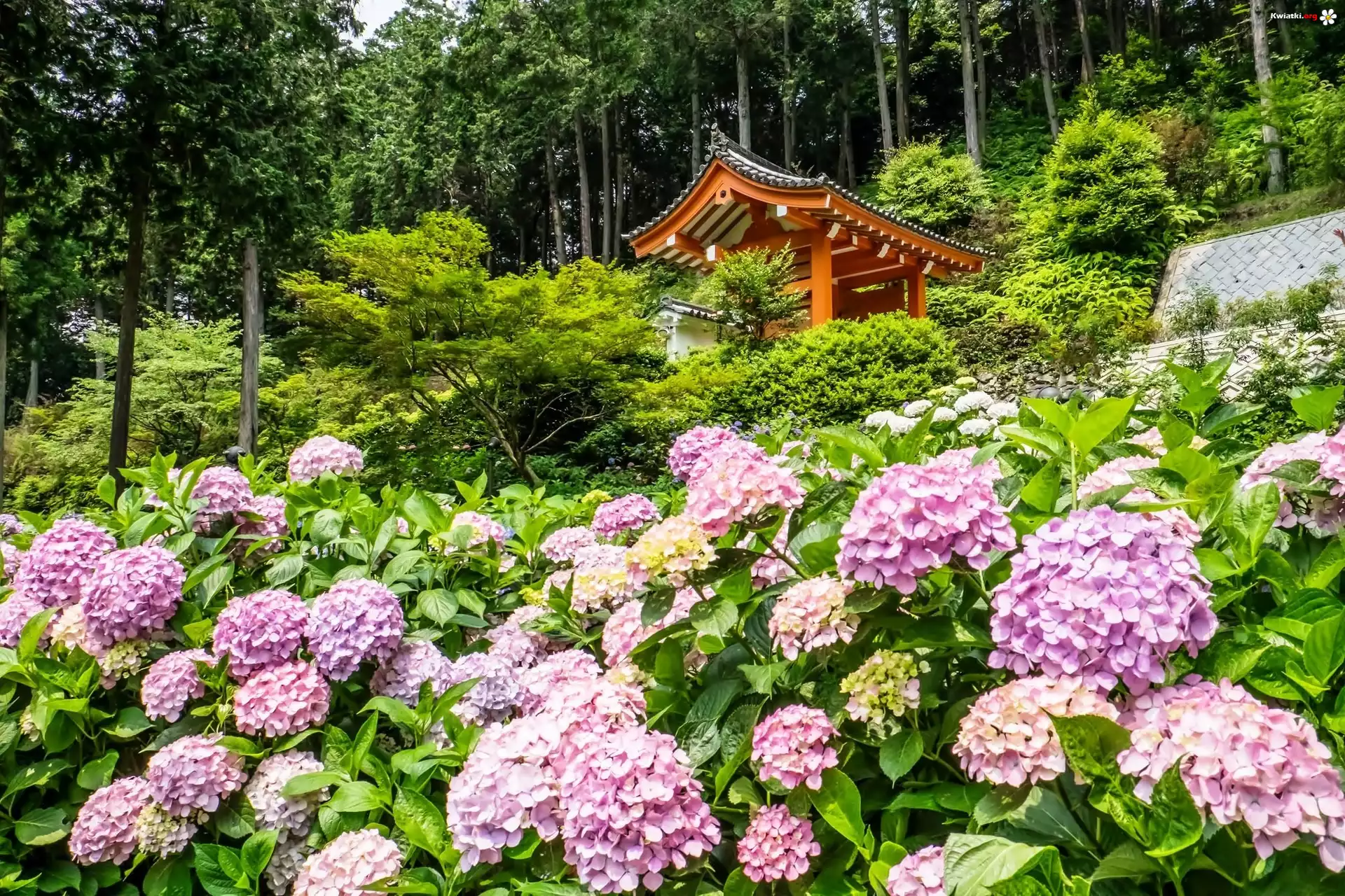 Hortensja, Świątynia, Japonia