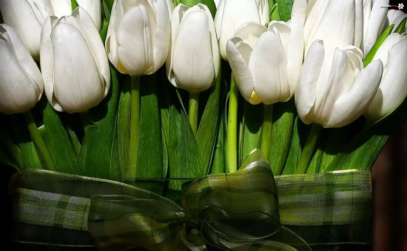 Wiązanka, Białych, Tulipanów, Zielona, Kokardka